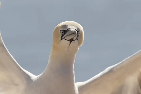 Lindas Aves Marinhas Norte Gannet Estado Selvagem Ilha Helgoland Mar — Fotografia de Stock