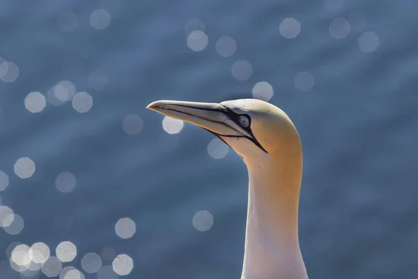 Lindas Aves Marinhas Norte Gannet Estado Selvagem Ilha Helgoland Mar — Fotografia de Stock