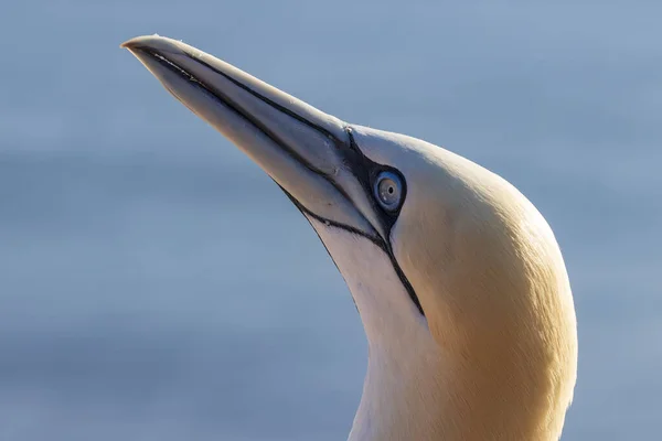 Beaux Oiseaux Mer Nord Gannet Dans Nature Sur Île Helgoland — Photo