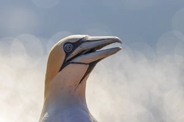 Lindas Aves Marinhas Norte Gannet Estado Selvagem Ilha Helgoland Mar — Fotografia de Stock