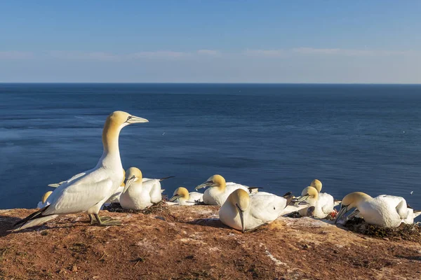 Kuzey sümsük kuşlarının yuvalandığı kuzey sümsük kuşları Almanya 'da Kuzey Denizi' ndeki Helgoland adasında yamaçlarda.