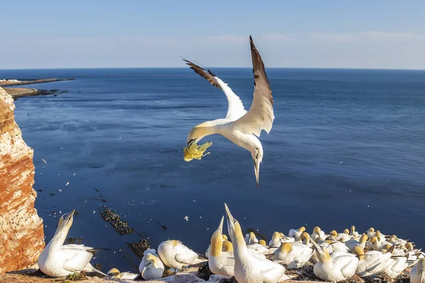 Kuzey sümsük kuşlarının yuvalandığı kuzey sümsük kuşları Almanya 'da Kuzey Denizi' ndeki Helgoland adasında yamaçlarda.