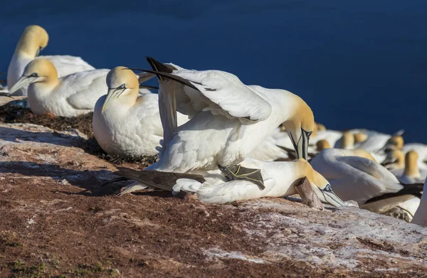 Erstaunliche Seevögel Freier Wildbahn Auf Der Klippeninsel Helgoland Archipel Der — Stockfoto