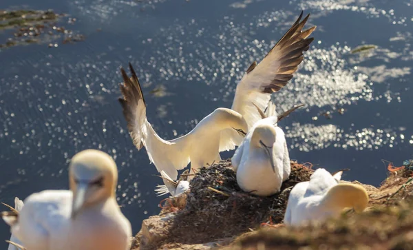 Colônias Aves Marinhas Norte Estado Selvagem Ilha Helgoland Mar Norte — Fotografia de Stock