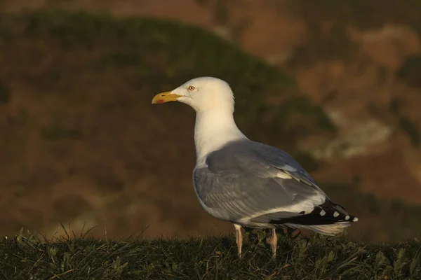 Gaviota Estado Salvaje Isla Acantilado Helgoland Mar Del Norte Archipiélago —  Fotos de Stock