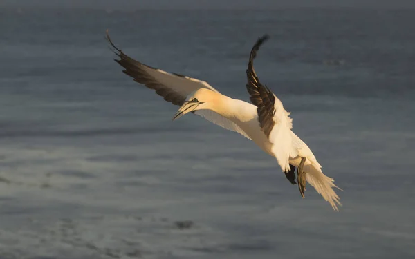 Gracefully Latający Ptak Morski Północny Gannet Naturze Wyspie Helgoland Morzu — Zdjęcie stockowe