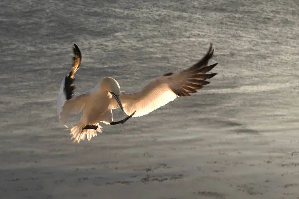 Gracefully Latający Ptak Morski Północny Gannet Naturze Wyspie Helgoland Morzu — Zdjęcie stockowe