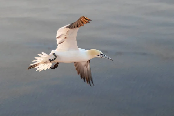 Aves Marinhas Que Voam Graciosamente Norte Ilha Helgoland Mar Norte — Fotografia de Stock