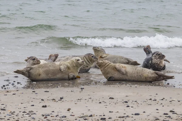 Niedliche Graue Und Schwarz Gefleckte Seehunde Liegen Sandstrand Auf Der — Stockfoto