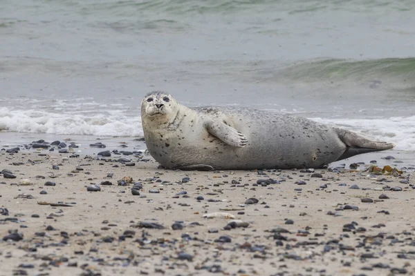 Серый Тюлень Лежащий Песчаном Пляже Море Острове Дюна Германии — стоковое фото