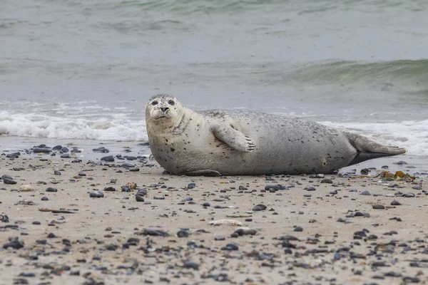 Foca Gris Del Puerto Que Yace Playa Arena Mar Isla — Foto de Stock