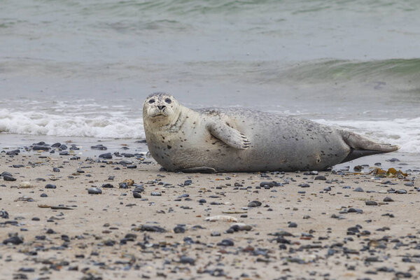 Grey harbor seal lying on the sand beach in the sea on Dune island in Germany