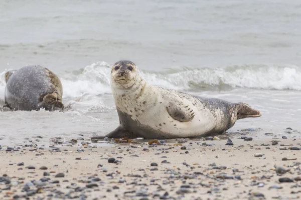 德国北海沿岸地区沙丘岛上的沙滩上躺着可爱的灰色斑纹海豹的近景 — 图库照片