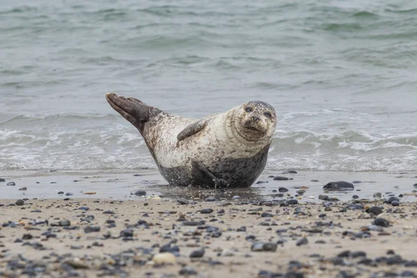 Grijze Zeehond Liggend Het Zandstrand Zee Duineiland Duitsland — Stockfoto