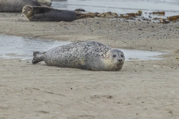 Grey harbor seal lying on the sand beach in the sea on Dune island in Germany