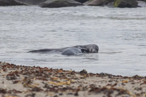 Phoque Commun Noir Nageant Sur Mer Île Dune Dans Zone — Photo