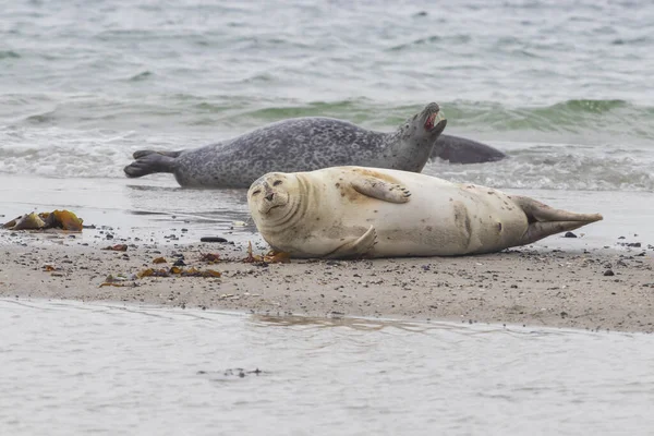 Schattige Grijze Zwart Gevlekte Zeehonden Zandstrand Duineiland Het Duitse Noordzeekustgebied — Stockfoto