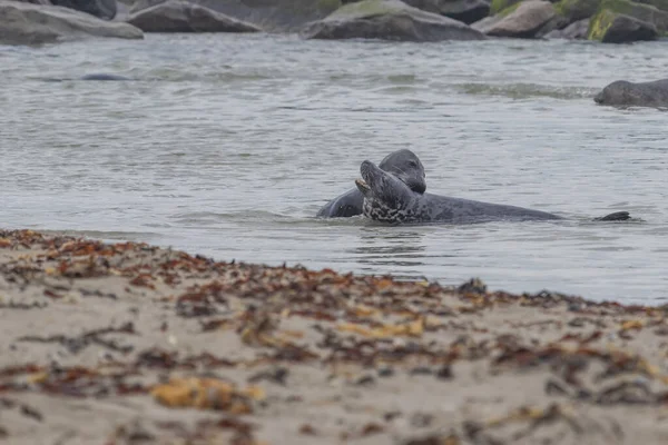 Zwarte Zeehonden Zwemmen Zee Van Duineiland Het Duitse Noordzeekustgebied Archipel — Stockfoto