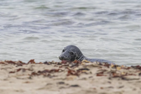 Primer Plano Foca Negra Nadando Mar Isla Dune Zona Costera — Foto de Stock