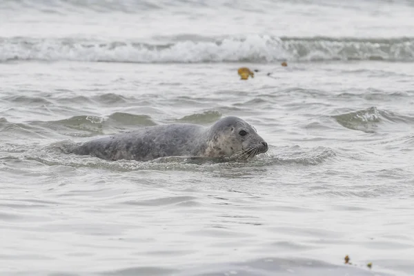 Close Van Zwarte Zeehond Zwemmen Zee Van Duineiland Duitse Noordzeekust — Stockfoto