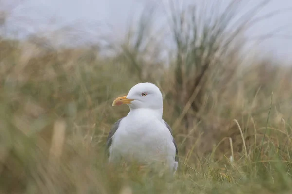 Gaivota Sentado Grama Estado Selvagem Ilha Penhasco Helgoland Mar Norte — Fotografia de Stock