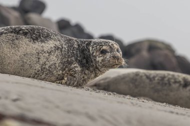 Alman Kuzey Sahili Bölgesi 'ndeki Dune Adası' ndaki kumsalda bulunan gri liman fokunun yakınında Heligoland Takımadası var.