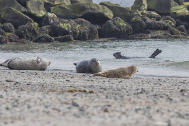 Deniz memelileri sürüsü, Alman Kuzey Denizi Bölgesi 'ndeki Dune Adası' ndaki kumsalda yatan fok sürüsü, Helgoland Takımadası.