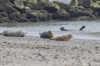 Flock of marine mammals harbor seals lying on sand beach on Dune island in German North Sea Coast Area, Archipelago of Heligoland clipart