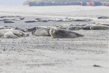 Deniz memelileri sürüsü, Alman Kuzey Denizi Bölgesi 'ndeki Dune Adası' ndaki kumsalda yatan fok sürüsü, Helgoland Takımadası.