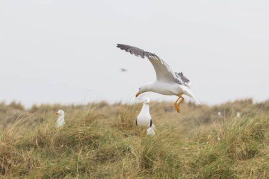 Kuzey Denizi 'nde Helgoland' ın yamaçlarındaki martılar, Almanya 'da takımadalar