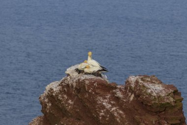 Güzel sarı deniz kuşları kuzey sümsük kuşları Almanya 'da Kuzey Denizi' nde Helgoland adasında kayalıklarda yuva yapıyorlar.