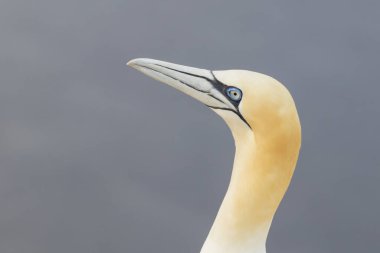 Beautiful seabird of northern gannet in the wild on island of Helgoland on North Sea in Germany clipart