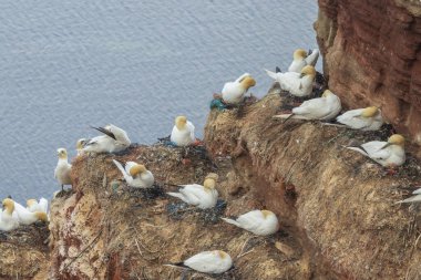 Nesting colonies of seabirds northern gannets in the wild on cliff island of Helgoland on North Sea in Germany clipart