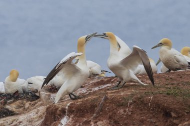 Kuzey sümsük kuşlarının yuvalandığı kuzey sümsük kuşları Almanya 'da Kuzey Denizi' ndeki Helgoland adasında yamaçlarda.