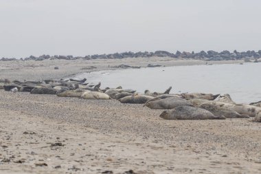 Deniz fok sürüsü Almanya 'nın Dune adasında, denizde uzanıyordu.