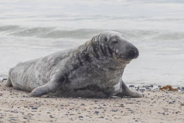 Almanya 'nın Dune adasındaki sahilde liman foku.