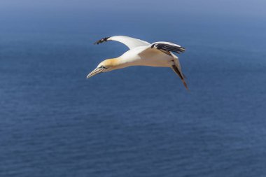 Vahşi Morus Bassanus 'taki vahşi kuş - Kuzey Sümsük kuşu Almanya' nın Kuzey Denizi 'ndeki Helgoland adasında.