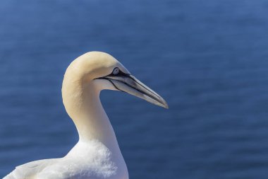 Vahşi Morus Bassanus 'taki vahşi kuş - Kuzey Sümsük kuşu Almanya' nın Kuzey Denizi 'ndeki Helgoland adasında.