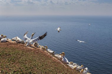 Vahşi Morus Bassanus 'taki vahşi kuş - Kuzey Sümsük kuşu Almanya' nın Kuzey Denizi 'ndeki Helgoland adasında. 