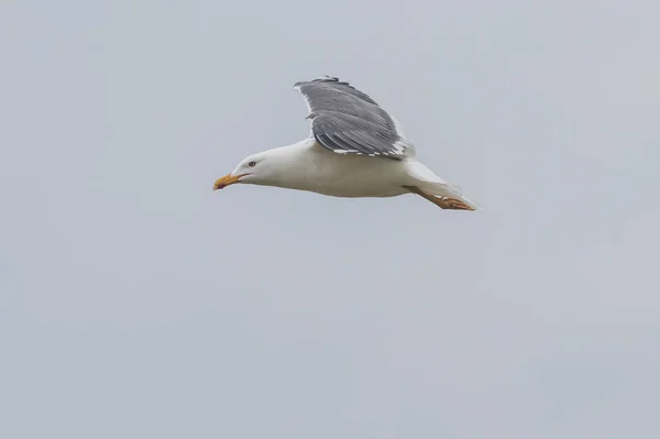 海鸥在德国群岛北海黑尔戈兰岛的野外飞行 — 图库照片