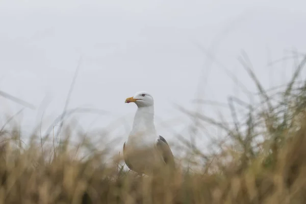 Zeemeeuw Het Gras Het Wild Klip Eiland Helgoland Noordzee Archipel — Stockfoto