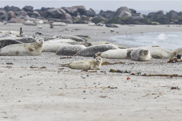 Flock of marine mammals harbor seals lying on sand beach on Dune island in German North Sea Coast Area, Archipelago of Heligoland