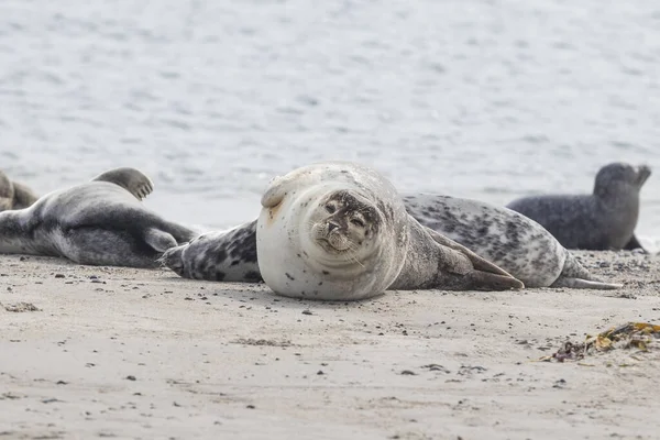 Aranyos Tengeri Emlősök Raj Kikötői Fókák Feküdt Homokos Strandon Dune — Stock Fotó