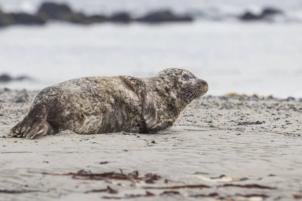 Wilde Foto Van Grijze Zeehond Liggend Het Zandstrand Zee Duineiland — Stockfoto