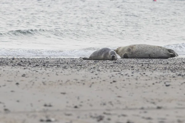Zeezoogdieren Zeehonden Zandstrand Duineiland Het Duitse Noordzeekustgebied Archipel Helgoland — Stockfoto
