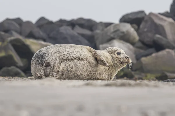 Close Grey Harbor Seal Lying Sand Beach Dune Island German — Stock fotografie