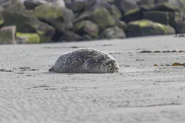 Wilde Foto Van Grijze Zeehond Liggend Het Zandstrand Zee Duineiland — Stockfoto