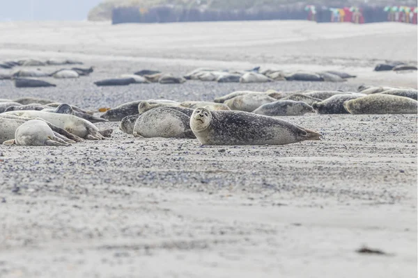 Flock Marina Däggdjur Harbor Sälar Som Ligger Sandstrand Dune Tyska — Stockfoto