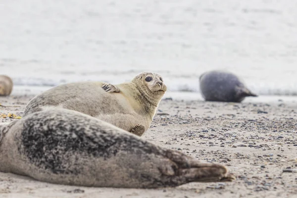 Zeezoogdieren Zeehonden Zandstrand Duineiland Het Duitse Noordzeekustgebied Archipel Helgoland — Stockfoto