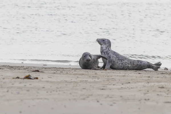 Mamíferos Marinhos Abrigam Focas Deitadas Praia Areia Ilha Dune Área — Fotografia de Stock